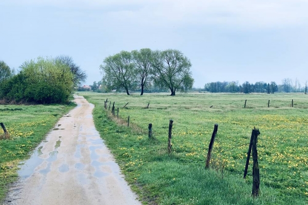 „Deszcz Majowy” Leopold Staff // „May rain” by Leopold Staff 